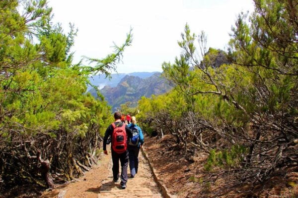 From Funchal: Madeira Peaks Mountain Walk - Ancient Trees and Unique Plants