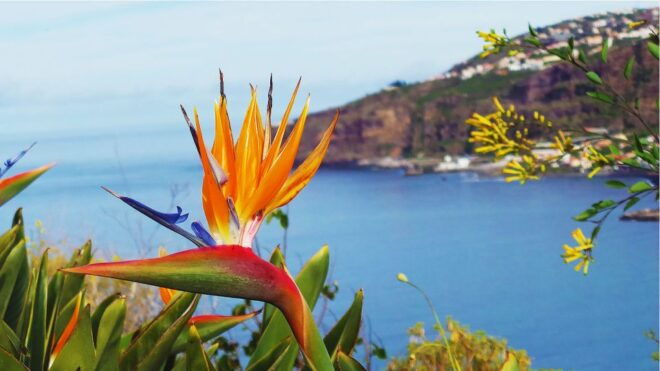 From Funchal: Madeira Skywalk, Valleys, & Wine Tasting - Additional Information