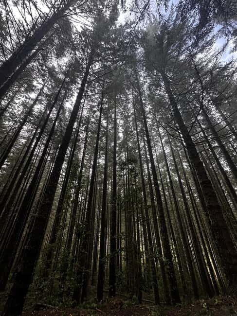 From Funchal: Private Eastern or Western Jeep Tour - Who This Tour Is Perfect For