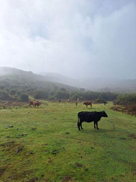 From Funchal: Private Half-Day West Tour - Inclusions