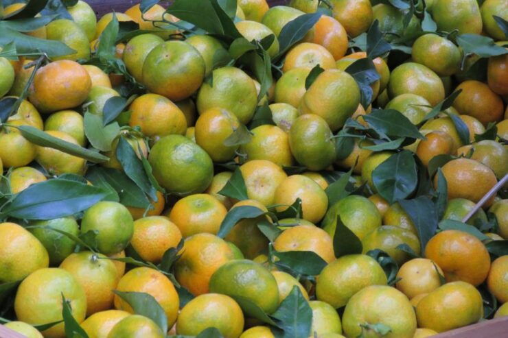 From Funchal: Santo De Serra Local Farmers' Market Day Trip - Tour Details