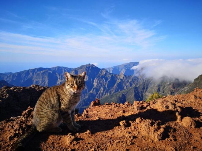 From Funchal: Transfer to Pico Do Arieiro & Pico Ruivo Trail - Review 1