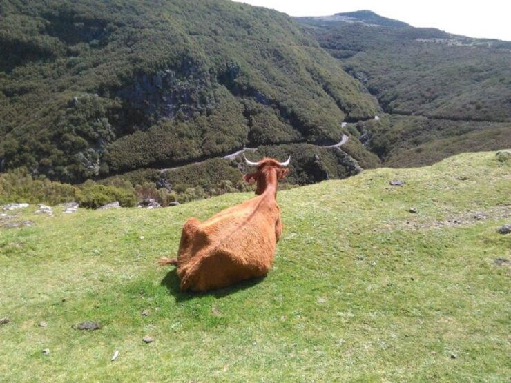 From Funchal: West Madeira and Laurel Forest Day Trip - Highlights of the Day Trip