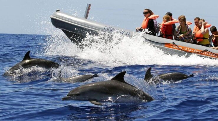 From Funchal: Whale and Dolphin Watching - Experience Highlights of Whale and Dolphin Watching