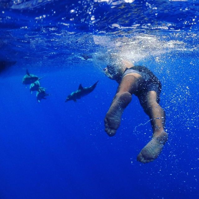 From Funchal: Whale and Dolphin Watching - Inclusions for Whale and Dolphin Watching