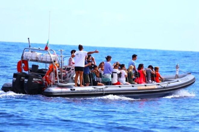 From Funchal: Whale and Dolphin Watching - Reviews of Whale and Dolphin Watching
