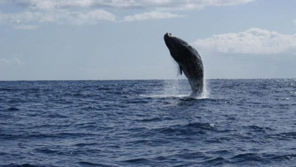 From Funchal: Whale and Dolphin Watching - The Sum Up