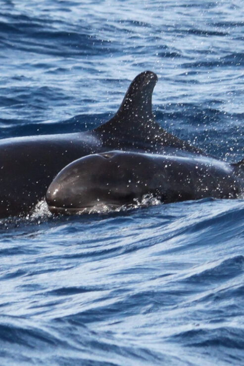 From Funchal: Whales and Dolphin Adventure Tour - Good To Know