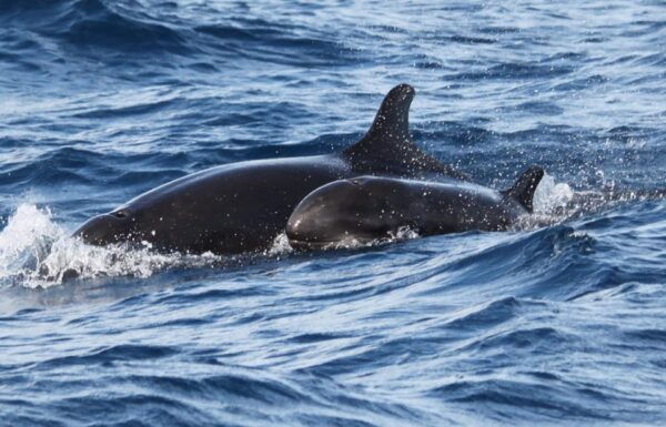 From Funchal: Whales and Dolphin Adventure Tour - Meeting Point and Parking