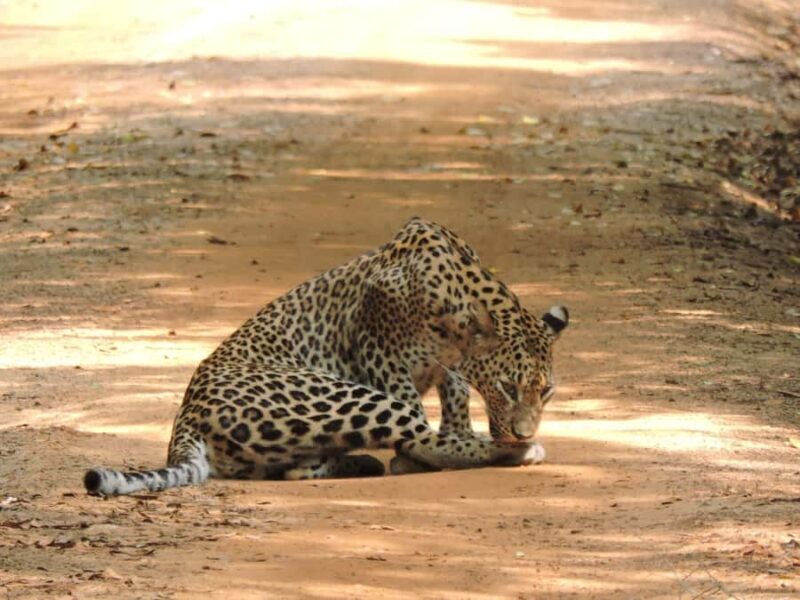 From Galle: All Inclusive Half Day Safari in Yala -Private - Good To Know