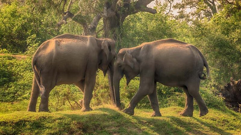 From Galle: All Inclusive Half Day Safari in Yala -Private - FAQ