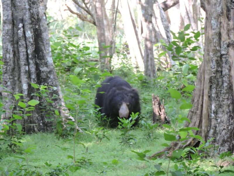 From Galle: All Inclusive Half Day Safari in Yala -Private - Practical Tips for the Tour