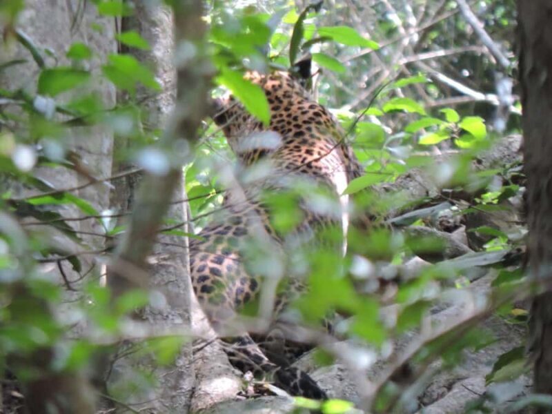 From Galle: All Inclusive Half Day Safari in Yala -Private - Final Thoughts: Is This Safari Right for You?