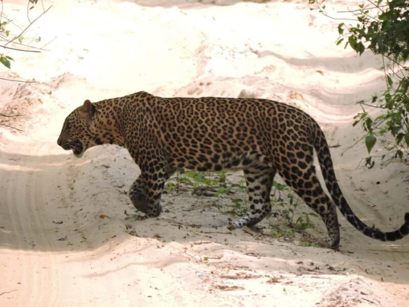 From Galle: All Inclusive Half Day Safari in Yala -Private - FAQs