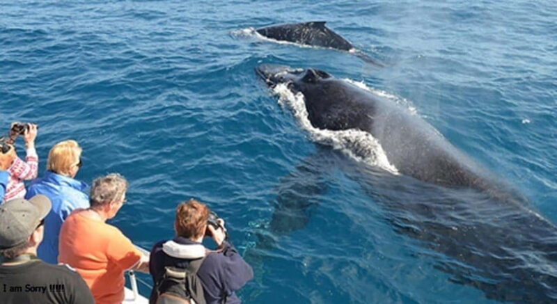 From Galle: All Inclusive Whales & Dolphin Watching Tour - FAQ