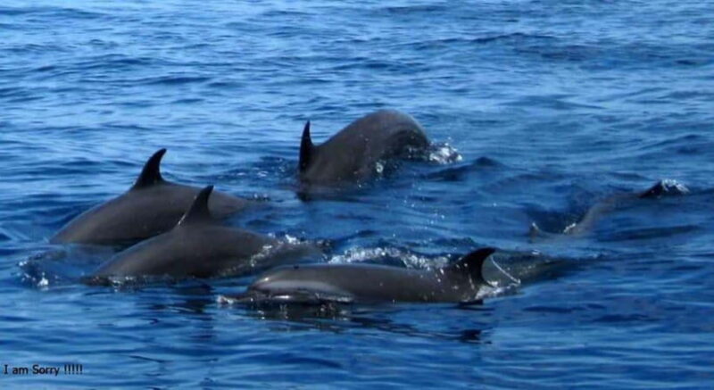 From Galle: All Inclusive Whales & Dolphin Watching Tour - Introduction to the Tour