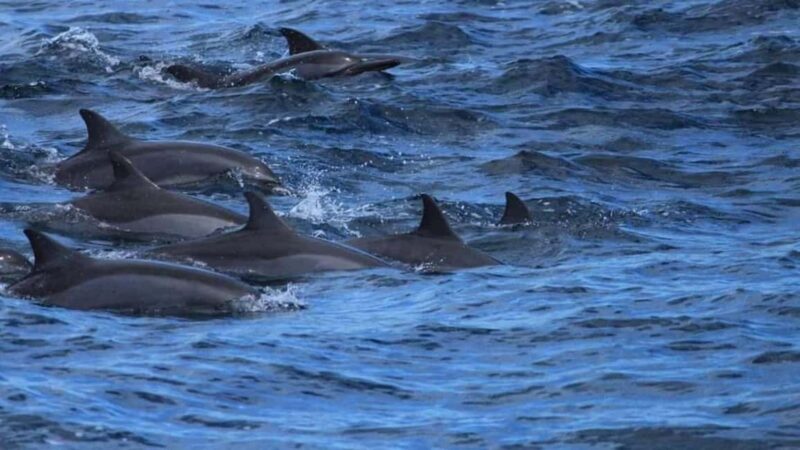 From Galle: All Inclusive Whales & Dolphin Watching Tour - The Journey to Mirissa