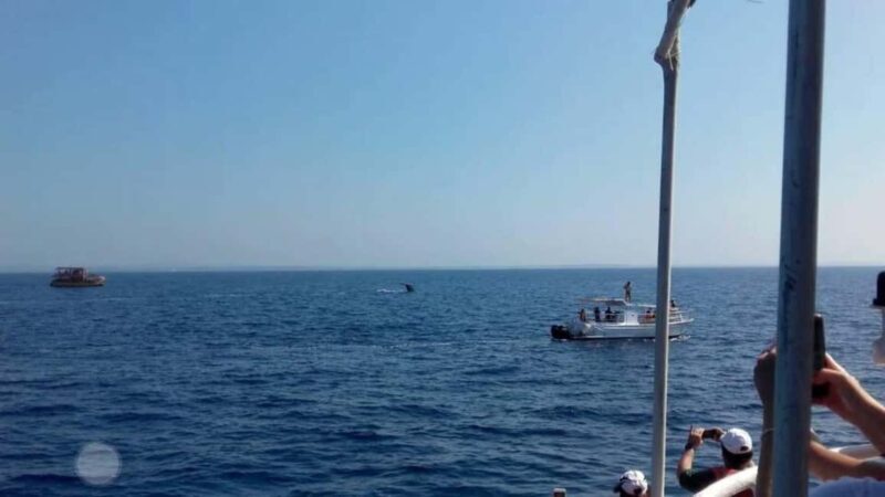 From Galle: All Inclusive Whales & Dolphin Watching Tour - The Boat Tour