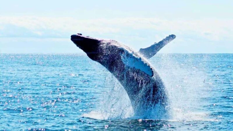 From Galle: All Inclusive Whales & Dolphin Watching Tour - Who Should Consider This Tour?