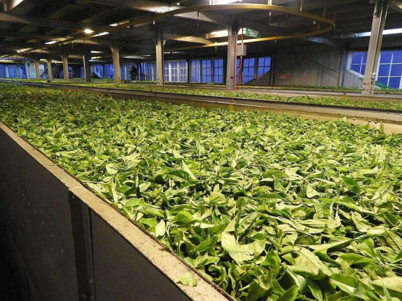 From Galle/Hikkaduwa/Mirissa: Day Trip to Experience Ella - Good To Know