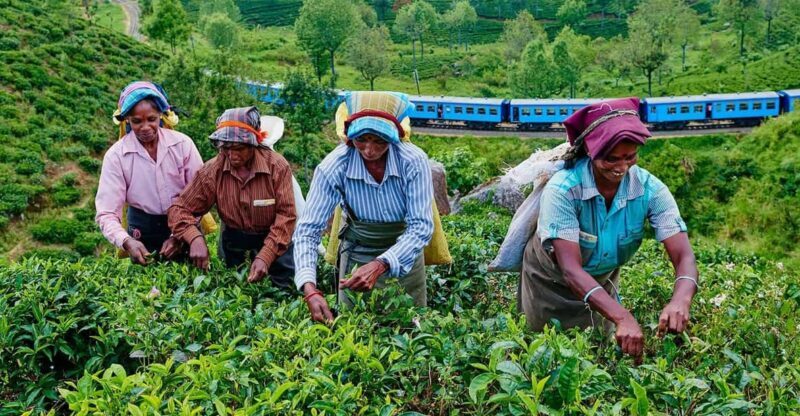 From Galle/Hikkaduwa/Mirissa: Day Trip to Experience Ella - Who Is This Tour Best For?