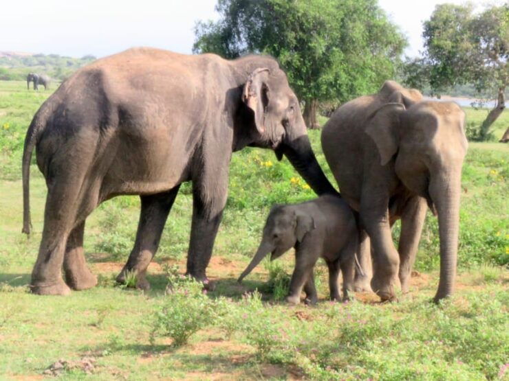 From Galle/Hikkaduwa/Mirissa Trip to Udawalawe Safari Tour - Itinerary and Highlights