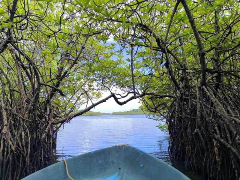 From Galle: Madu River Safari & Turtle Hatchery Visit - The Sum Up