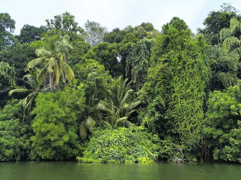 From Galle: Madu River Safari & Turtle Hatchery Visit - FAQ