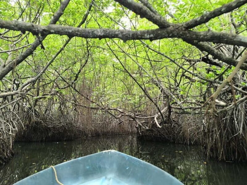 From Galle: Madu River Safari, Turtles & Galle Fort - Authenticity and Experience Quality