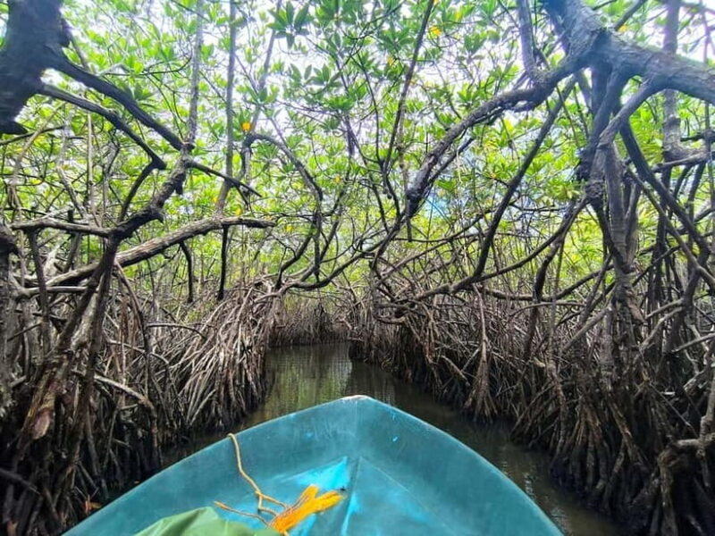 From Galle: Madu River Safari, Turtles & Galle Fort - Who Would Love This Tour?