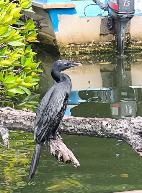 From Galle: Madu River Safari, Turtles & Galle Fort - The Sum Up