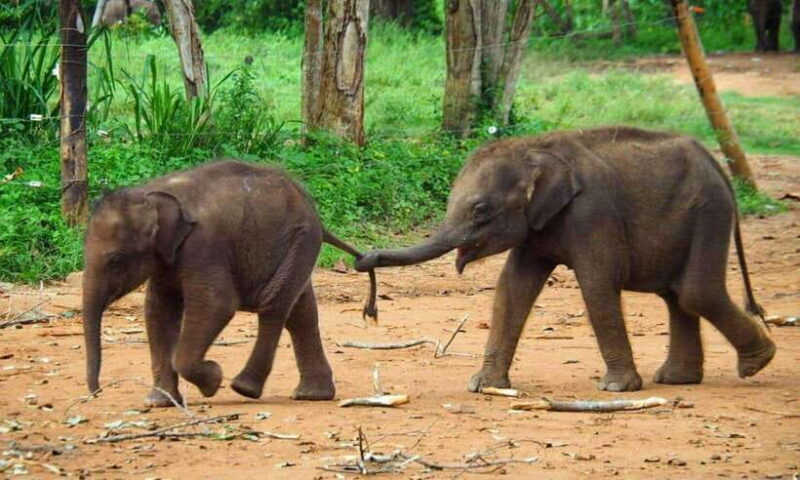 From Galle/Mirissa/Hikkaduwa: Kandy Day Tour with Pickup - Practical Details and Value