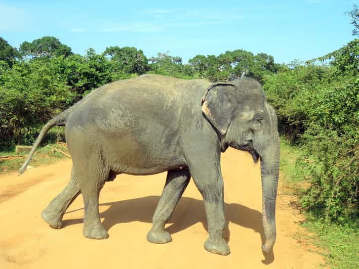 From Galle/Mirissa/Hikkaduwa- Udawalawe National Park Safari - Good To Know