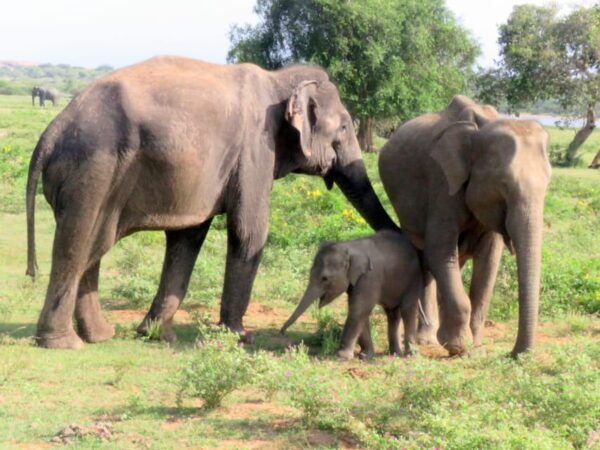 From Galle/Mirissa/Hikkaduwa- Udawalawe National Park Safari - Pickup and Drop-off Locations