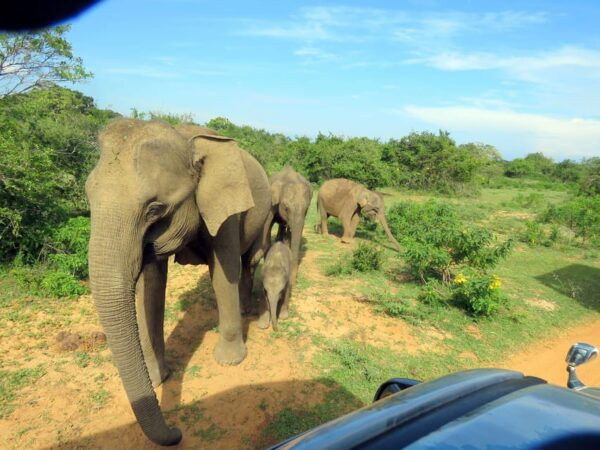 From Galle/Mirissa/Hikkaduwa- Udawalawe National Park Safari - Booking and Cancellation Policy