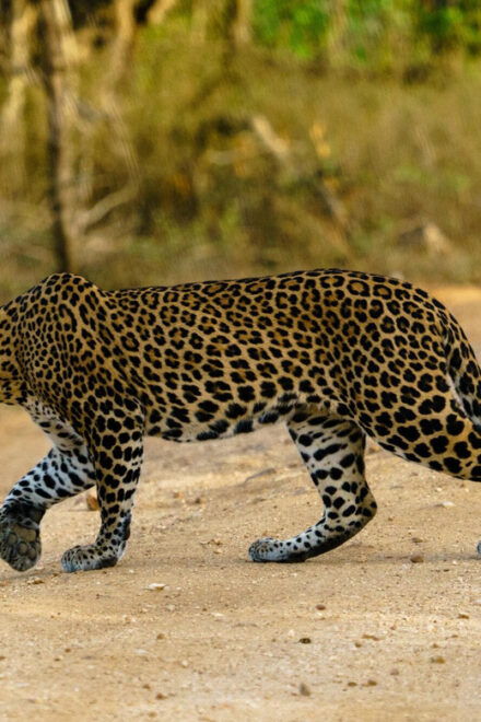 From Galle/Mirissa/Hikkaduwa - Yala Safari - Drop-off : Ella - Drop-off Locations