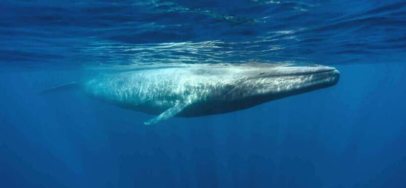 From Galle: Mirissa morning whale watching tour - Good To Know