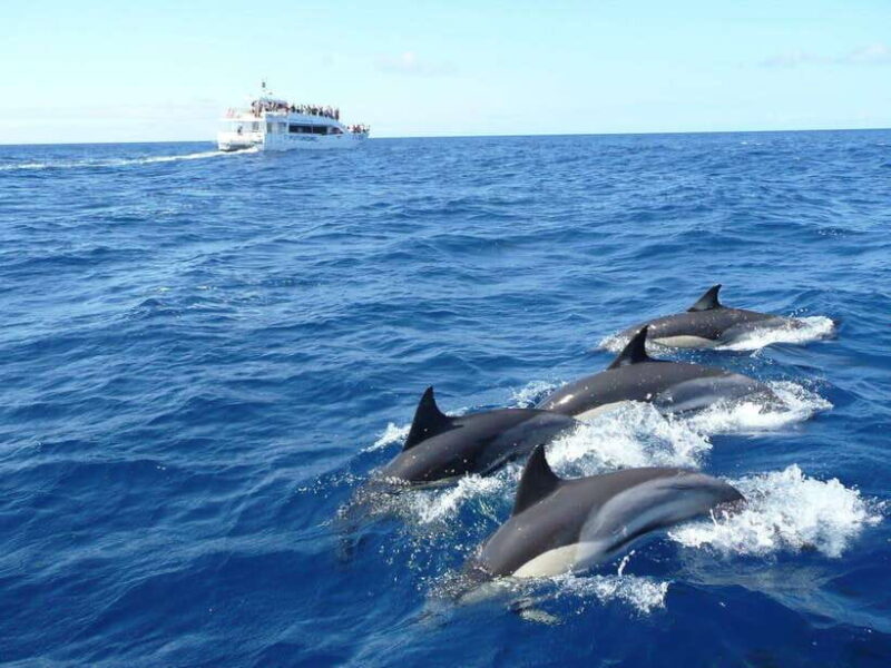 From Galle: Mirissa morning whale watching tour - The Sum Up