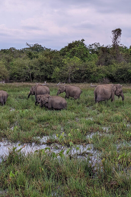 From Galle/ Mirissa/ Tangalle : Udawalawa Safari & Drop Ella - Practical Tips for Travelers