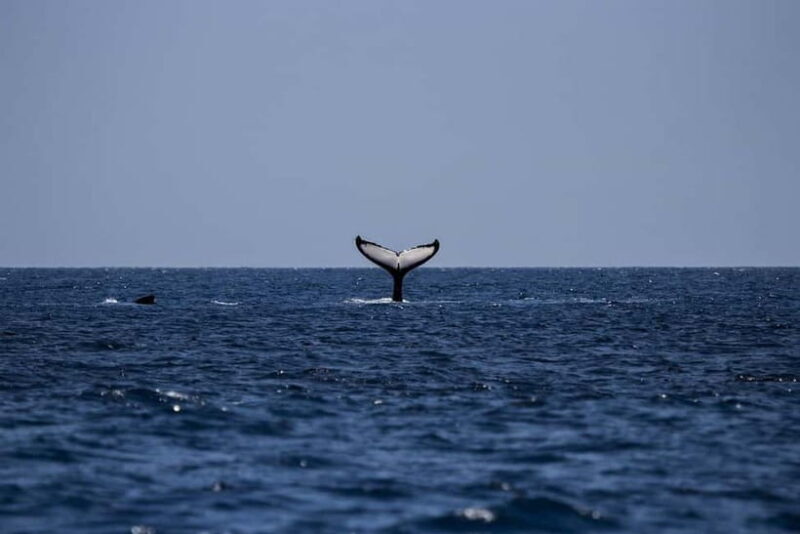 From Galle: Mirissa Whale and Dolphin Watching Boat Ride - Good To Know