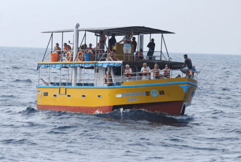 From Galle: Mirissa Whale and Dolphin Watching Boat Ride - Who Will Love This Tour?