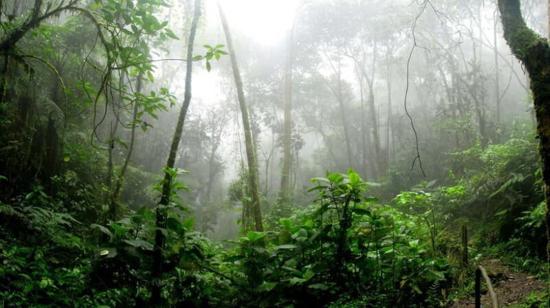 From Galle or Mirissa: Sinharaja Rainforest Day Trip - Why This Tour Stands Out