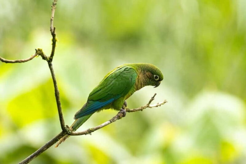 From Galle or Mirissa: Sinharaja Rainforest Day Trip - The Sum Up