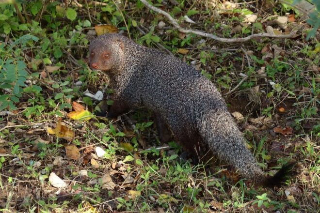 From Galle or Mirissa: Yala Safari With Lunch at Campsite - Explore Diverse Landscapes