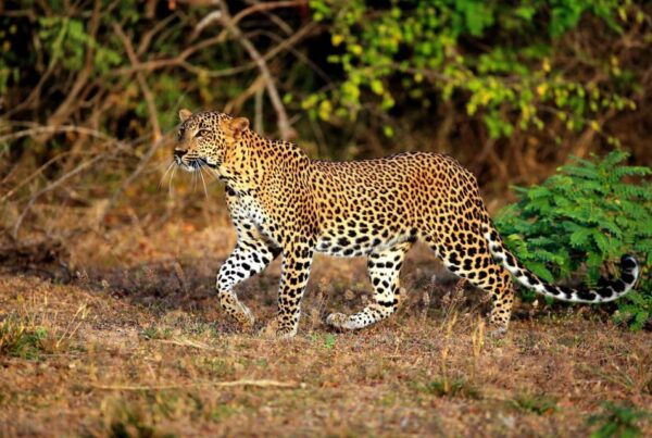 From Galle or Mirissa: Yala Safari With Lunch at Campsite - Tour Itinerary