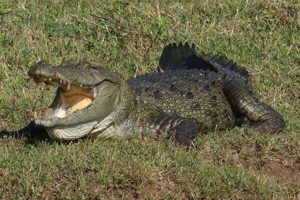 From Galle or Mirissa: Yala Safari With Lunch at Campsite - Provider and Pricing Information