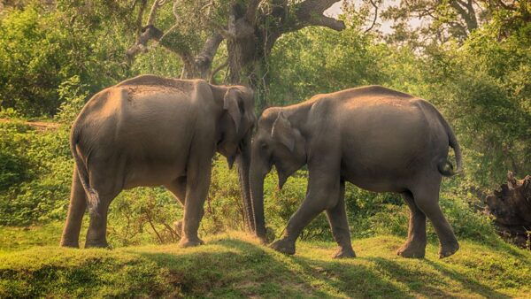 From Galle or Mirissa: Yala Safari With Lunch at Campsite - Common Questions