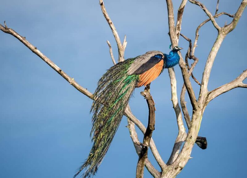 From Galle: Udawalawe National Park Elephant Safari - What to Expect on the Tour