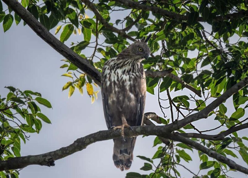 From Galle: Udawalawe National Park Elephant Safari - Why This Tour Offers Great Value