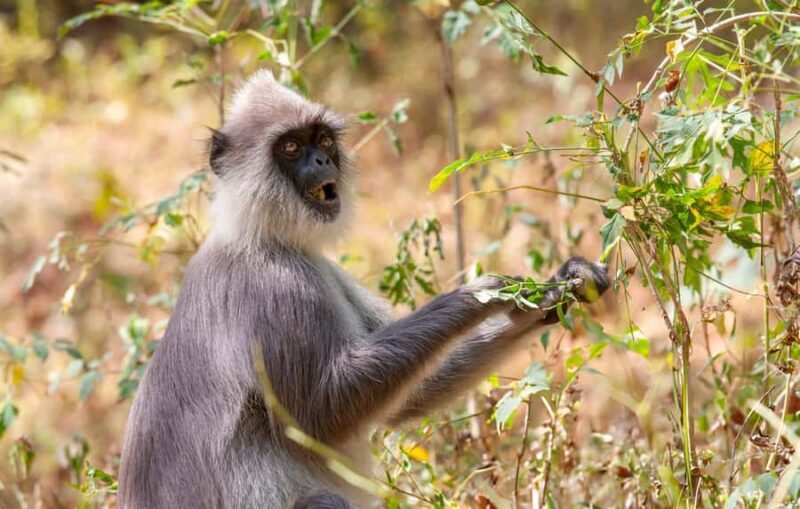 From Galle: Udawalawe National Park Elephant Safari - From Galle: Udawalawe National Park Elephant Safari – A Detailed Review